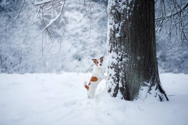Perro al aire libre, en el bosque, estados de ánimo de invierno — Foto de Stock