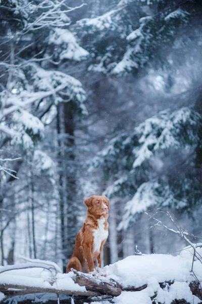 Hond in het bos, in de winter, het sneeuwt — Stockfoto