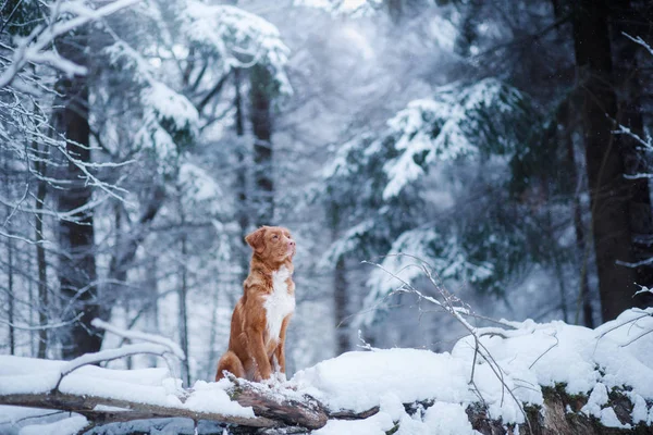 Собака в лесу, зимой идет снег — стоковое фото