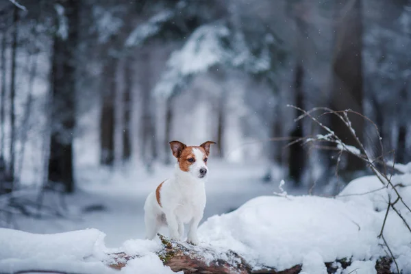 Hond buiten, in de bossen, de winter stemmingen — Stockfoto