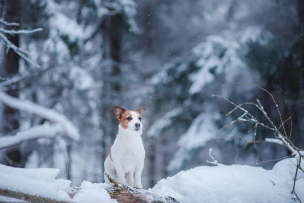 Hond buiten, in de bossen, de winter stemmingen — Stockfoto