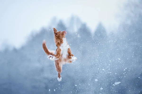 Nouvelle-Écosse Duck Tolling Retriever chien jouant sur le terrain — Photo