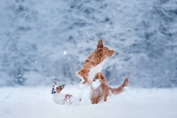 Nova Scotia Duck Tolling Retriever hond spelen op het gebied — Stockfoto