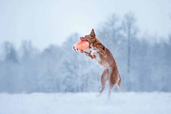 Новая Шотландия Duck Tolling Retriever собака, играющая в поле — стоковое фото