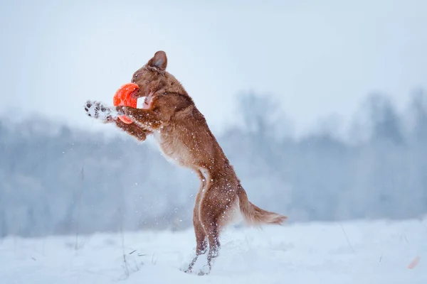 Nova Scotia Duck Tolling Retriever cane che gioca sul campo — Foto Stock