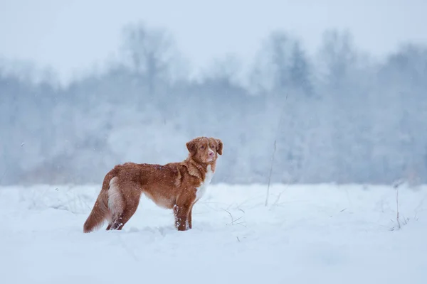 冬のシーズン。自然の中で犬 — ストック写真