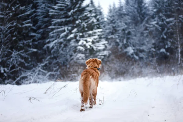 Dog in the forest, in winter, it is snowing — Stock Photo, Image