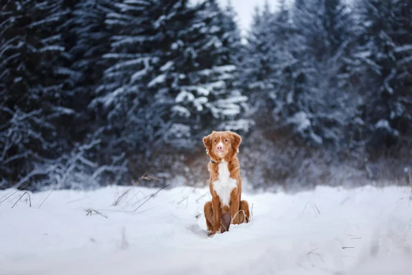 Perro en el bosque, en invierno, está nevando — Foto de Stock