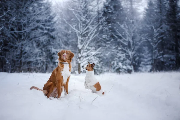 Cão na floresta, no inverno, está nevando — Fotografia de Stock