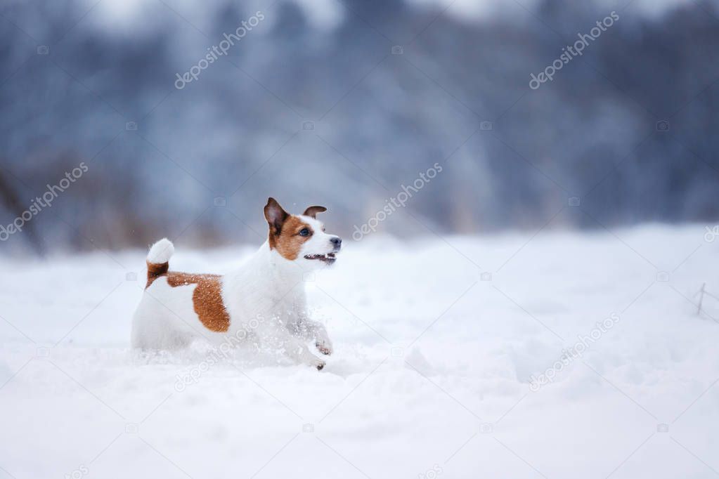 Jack Russell Terrier, small active dog running in field