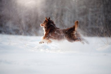 Köpek doğurmak Avustralyalı çoban, Aussie,