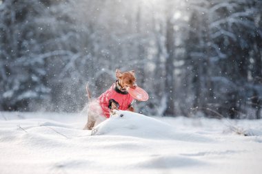 Köpek Macar Vizsla işaretçi,