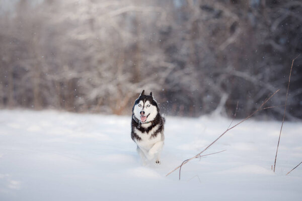 Dog Siberian Husky, walking through the snow in the forest