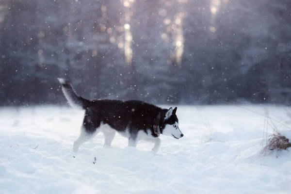 Cane siberiano husky — Foto Stock