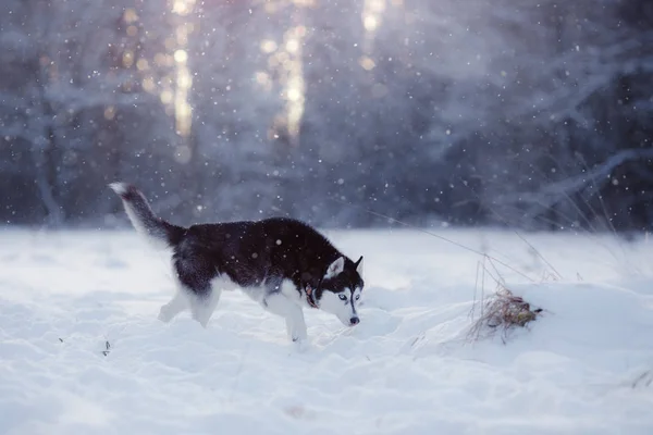 Собака сибирского хаски — стоковое фото