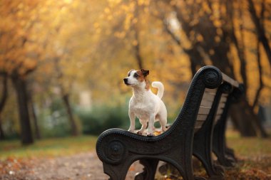 Jack Russell Terrier köpek yaprakları ile. Altın ve kırmızı renk, parkta yürüyüş