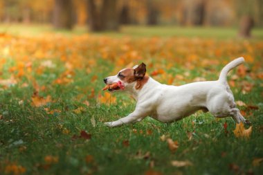 Jack Russell Terrier köpek yaprakları ile. Altın ve kırmızı renk, parkta yürüyüş
