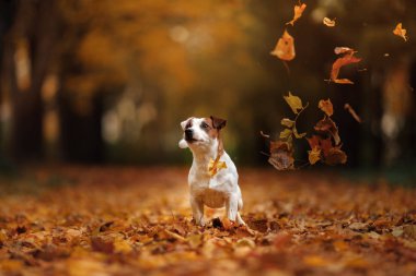 Jack Russell Terrier köpek yaprakları ile. Altın ve kırmızı renk, parkta yürüyüş