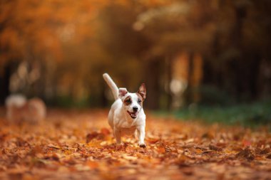 Jack Russell Terrier köpek yaprakları ile. Altın ve kırmızı renk, parkta yürüyüş