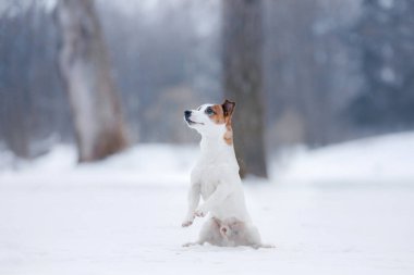 Jack Russell Terrier köpek açık havada çalışan köpek