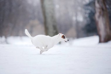 Jack Russell Terrier köpek açık havada çalışan köpek