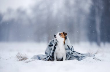 Jack Russell Terrier köpek açık havada çalışan köpek