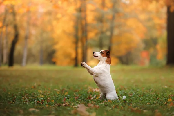Jack Russell Terrier perro con hojas. oro y color rojo, caminar en el parque —  Fotos de Stock