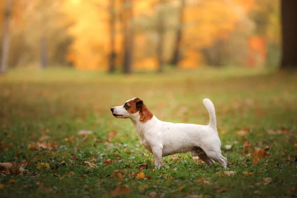 Jack Russell Terrier chien avec des feuilles. doré et rouge, promenade dans le parc — Photo