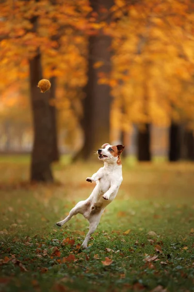 Jack Russell teriér pes s listy. Zlatá a červená barva, procházka v parku — Stock fotografie