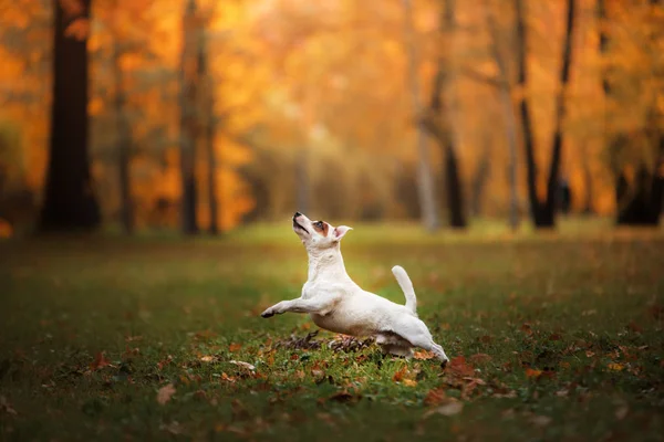 Jack Russell Terrier pies z liści. kolor czerwony i złoty, spacer w parku — Zdjęcie stockowe