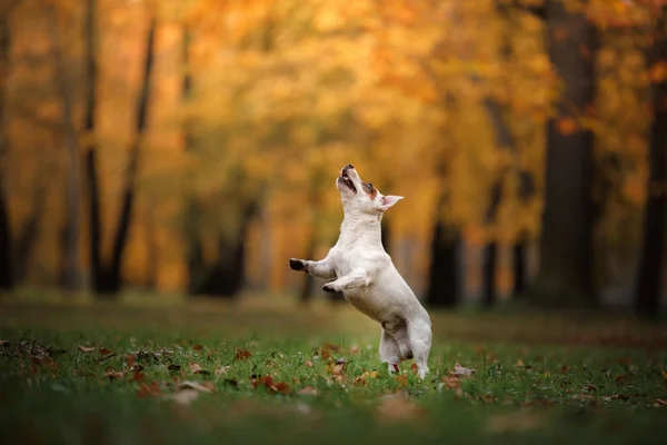 Jack Russell Terrier hund med blad. guld och röd färg, promenad i parken — Stockfoto