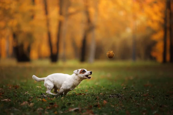 Jack Russell Terrier hund med blad. guld och röd färg, promenad i parken — Stockfoto