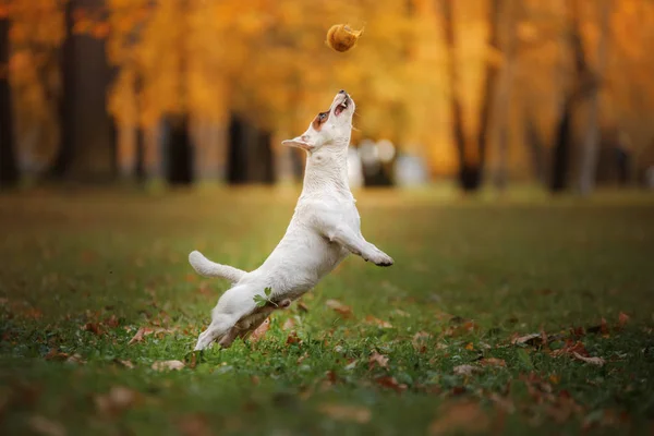 Jack Russell Terrier kutya levelekkel. arany-piros színskálát, séta a parkban — Stock Fotó