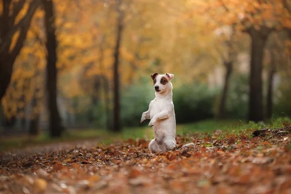 Jack Russell Terrier hund med blad. guld och röd färg, promenad i parken — Stockfoto