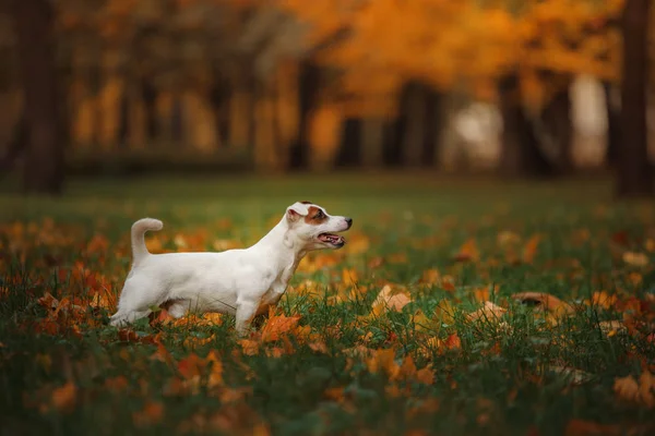杰克罗素梗犬狗用树叶。金黄色和红色的颜色，在公园散步 — 图库照片