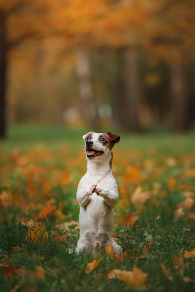 Jack Russell Terrier chien avec des feuilles. doré et rouge, promenade dans le parc — Photo