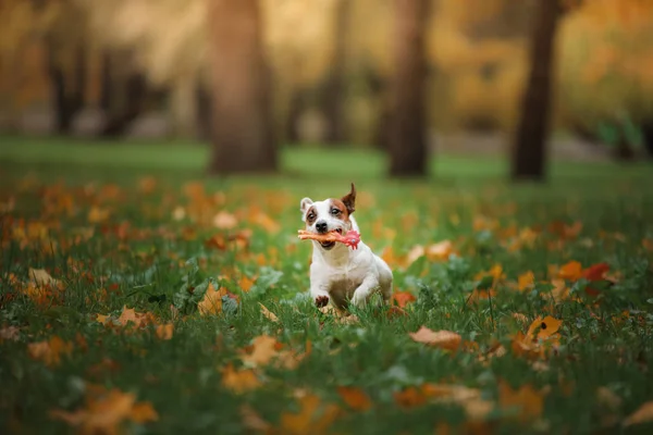 Jack Russell Terrier hund med blad. guld och röd färg, promenad i parken — Stockfoto