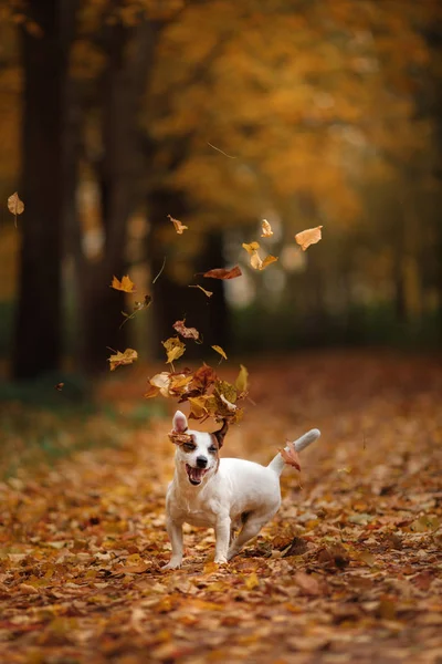 Собака Джека Рассела с листьями. золотой и красный цвет, прогулка в парке — стоковое фото