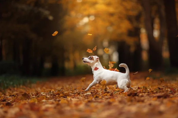 Jack Russell Terrier köpek yaprakları ile. Altın ve kırmızı renk, parkta yürüyüş — Stok fotoğraf