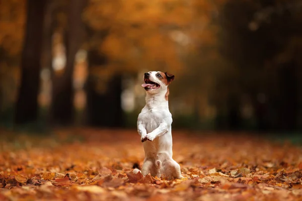 Jack Russell Terrier hond met bladeren. Gouden en rode kleur, wandeling in het park — Stockfoto