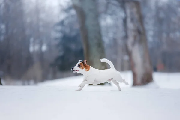 Jack Russell Terrier köpek açık havada çalışan köpek — Stok fotoğraf