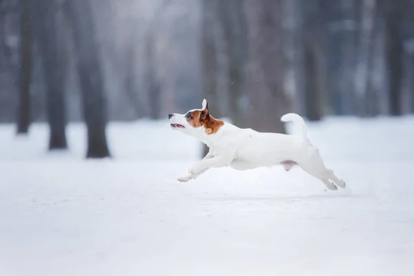 Chien Jack Russell Terrier, chien courant à l'extérieur — Photo