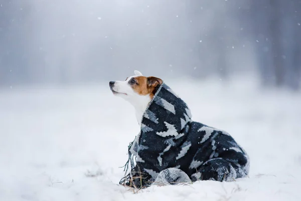 Hond Jack Russell Terrier, hond lopen buiten — Stockfoto