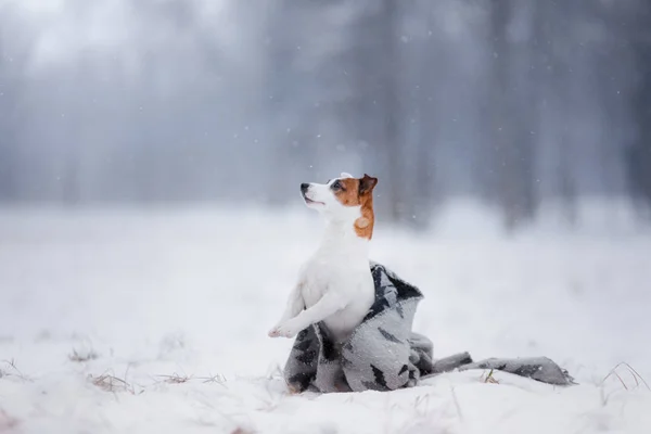 Jack Russell Terrier köpek açık havada çalışan köpek — Stok fotoğraf