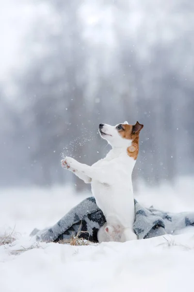 Hond Jack Russell Terrier, hond lopen buiten — Stockfoto