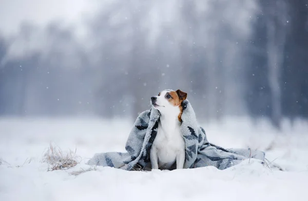 Dog Jack Russell Terrier, cão correndo ao ar livre — Fotografia de Stock