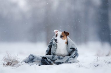 Jack Russell Terrier köpek açık havada çalışan köpek