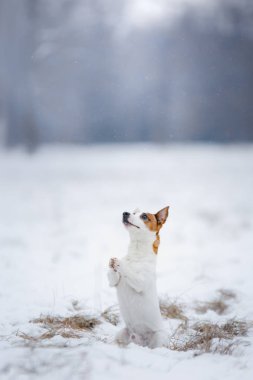 Jack Russell Terrier köpek açık havada çalışan köpek