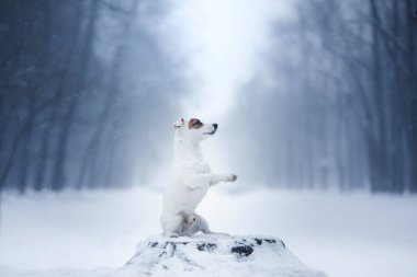 Jack Russell Terrier köpek açık havada çalışan köpek
