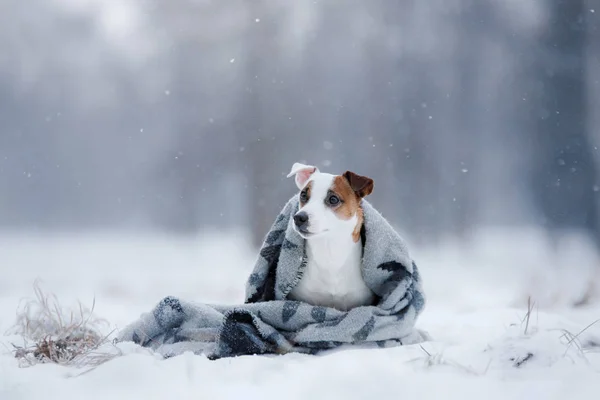 Pies Jack Russell Terrier, pies pracę na zewnątrz — Zdjęcie stockowe